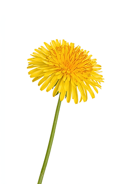 Single Yellow Dandelion Flower