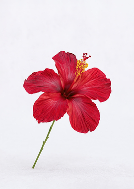 Red Hibiscus Flower on White Background