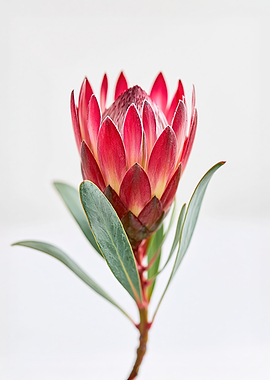 King Protea Flower