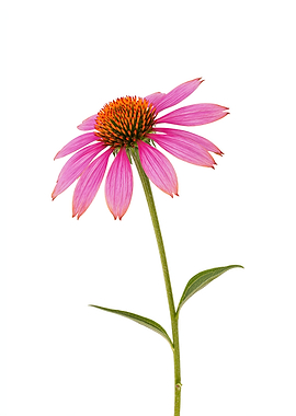 Pink Echinacea Flower