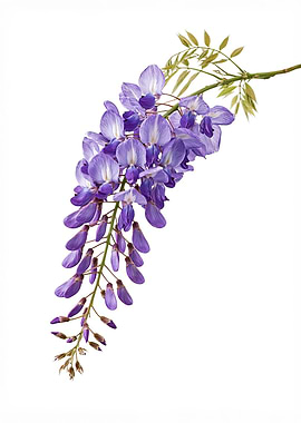 Wisteria Flower Branch