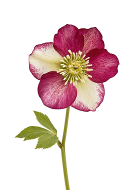 Pink and White Hellebore Flower