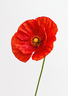 Red Poppy Flower
