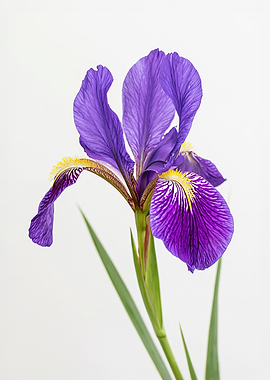 Purple Iris Flower