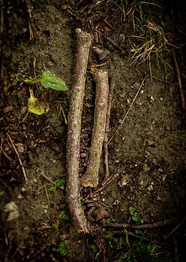 Two broken branches on the ground