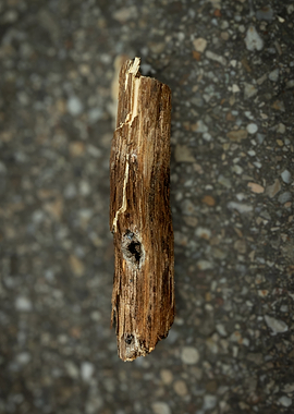 Close-up of a weathered wooden stick