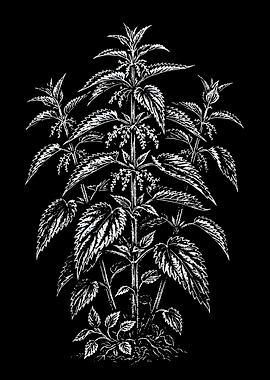 Stinging Nettle Plant Illustration
