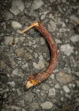 Dried plant stem on gravel