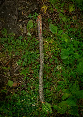 A single stick on the ground