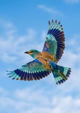 European Roller in Flight