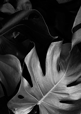 Monstera Leaf Close-up