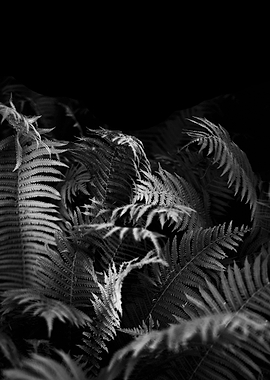 Black and White Ferns Photograph