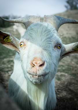 Close-up of a White Goat's Face