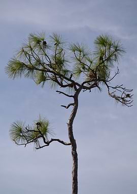 Pine Tree Against Blue Sky