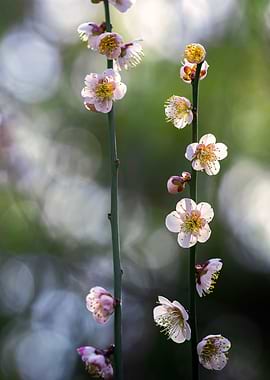 Delicate Pink Plum Blossoms on Branches