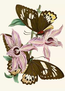 Butterflies and Orchids Illustration by John Obadiah Westwood
