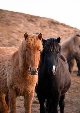 Two Icelandic Horses in a Field