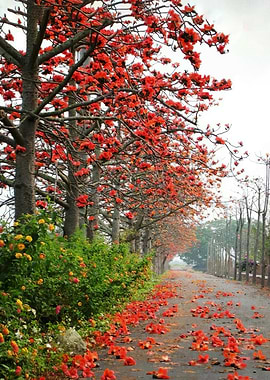 Road Lined with Red Flowers and Falling Petals