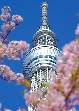 Tokyo Skytree with Cherry Blossoms