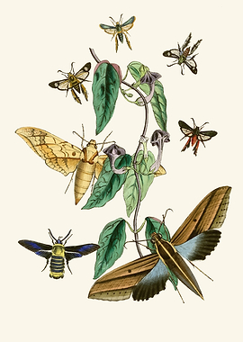 Vintage Moth and Vine Illustration by John Obadiah Westwood