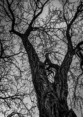 Bare Tree Branches Against Sky