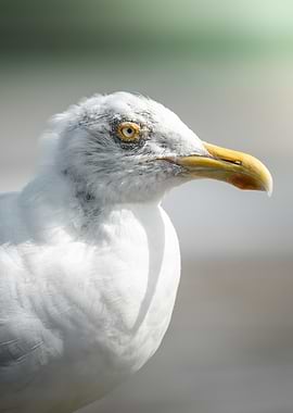 Seagull Portrait
