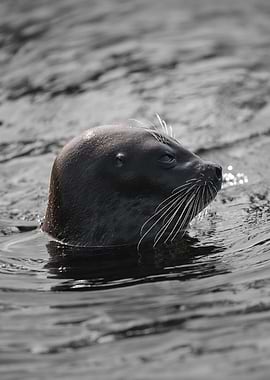 Seal head emerging from water
