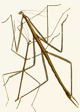 Two Stick Insects by John Obadiah Westwood