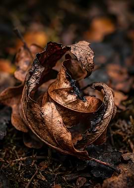 Close-up of a dried, curled oak leaf