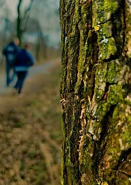 Tree bark with moss and blurred background