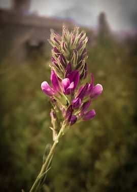 Purple and Green Flower Spike