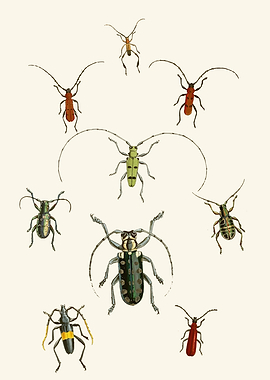 Vintage Insect Illustrations by John Obadiah Westwood