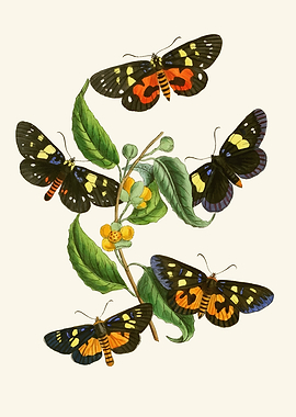 Vintage Butterflies on a Branch by John Obadiah Westwood