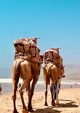 Camels on a Beach