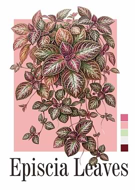 Episcia Leaves Botanical Illustration