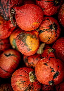 Hokkaido Pumpkins Pile