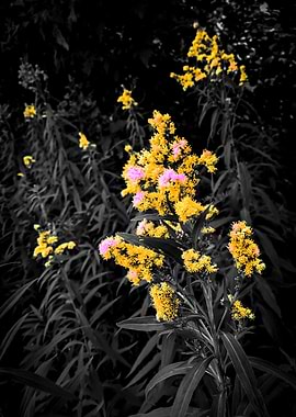 Goldenrod Flowers with Pink Accents