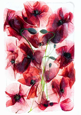 Frozen Poppies in Ice Wall Art