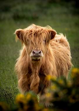 Scotland highland Cow in Green Field