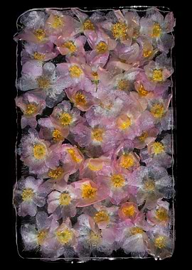 Frozen Pink Wild Roses in Ice