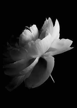 Black and White Peony Flower