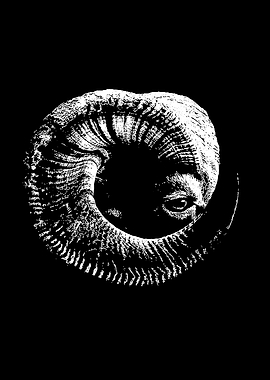Black and White Ram