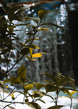 Green Leaves with Waterfall Background