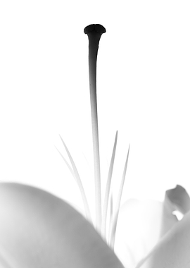 Close-up of a Lily Stamen