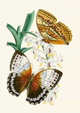 Two Butterflies on Orchids by: John Obadiah Westwood