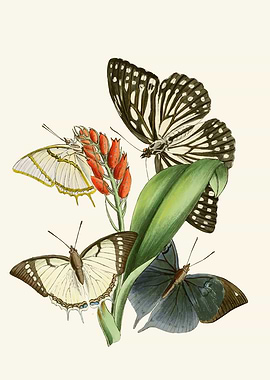 Vintage Butterfly Illustration with Flowers by: John Obadiah Westwood