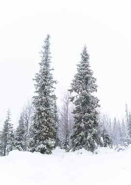 Snowy Forest with Tall Fir Trees
