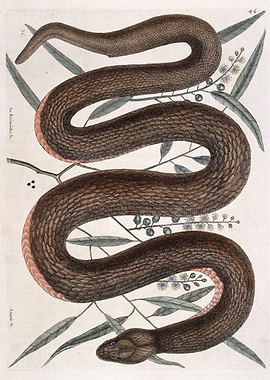 Vintage Snake and Botanical Illustration