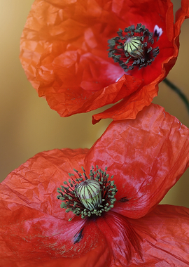 Close-up of two red poppies