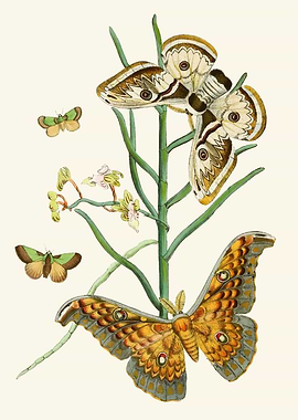 Vintage Moth Illustration with Flowers by: John Obadiah Westwood